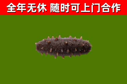 土默特区烟酒回收干海参.jpg